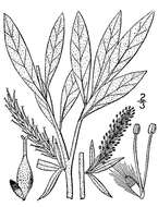 Image of sageleaf willow