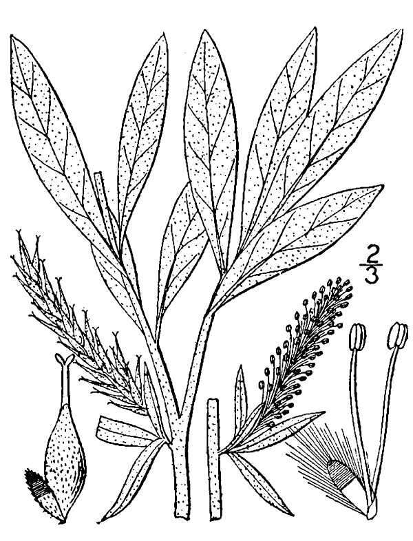 Image of sageleaf willow