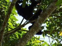 Image of White-handed Gibbon