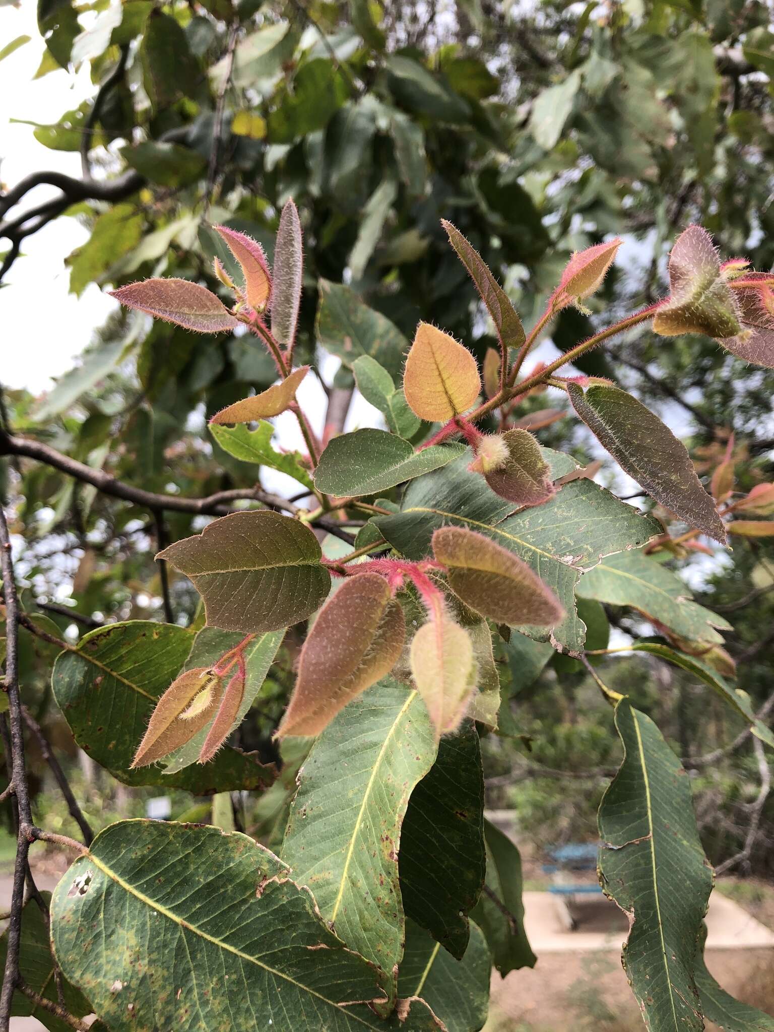 Image de Corymbia torelliana (F. Müll.) K. D. Hill & L. A. S. Johnson