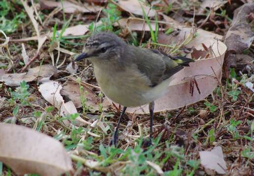 Image of Yellow-rumped Thornbill