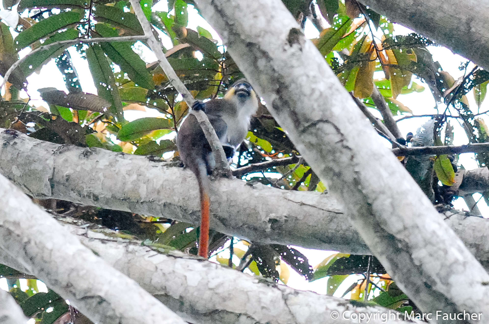 Plancia ëd Cercopithecus cephus (Linnaeus 1758)