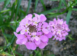 Imagem de Iberis umbellata L.