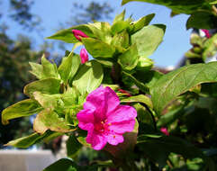 Image of Four o'Clock flower