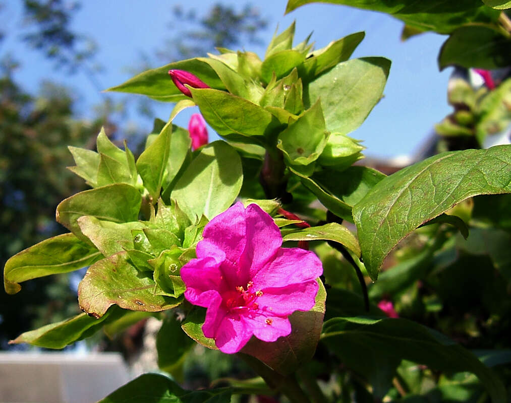 Image of Four o'Clock flower