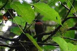 Image of Black-cheeked Ant Tanager