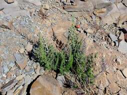 Image of Asparagus acocksii Jessop