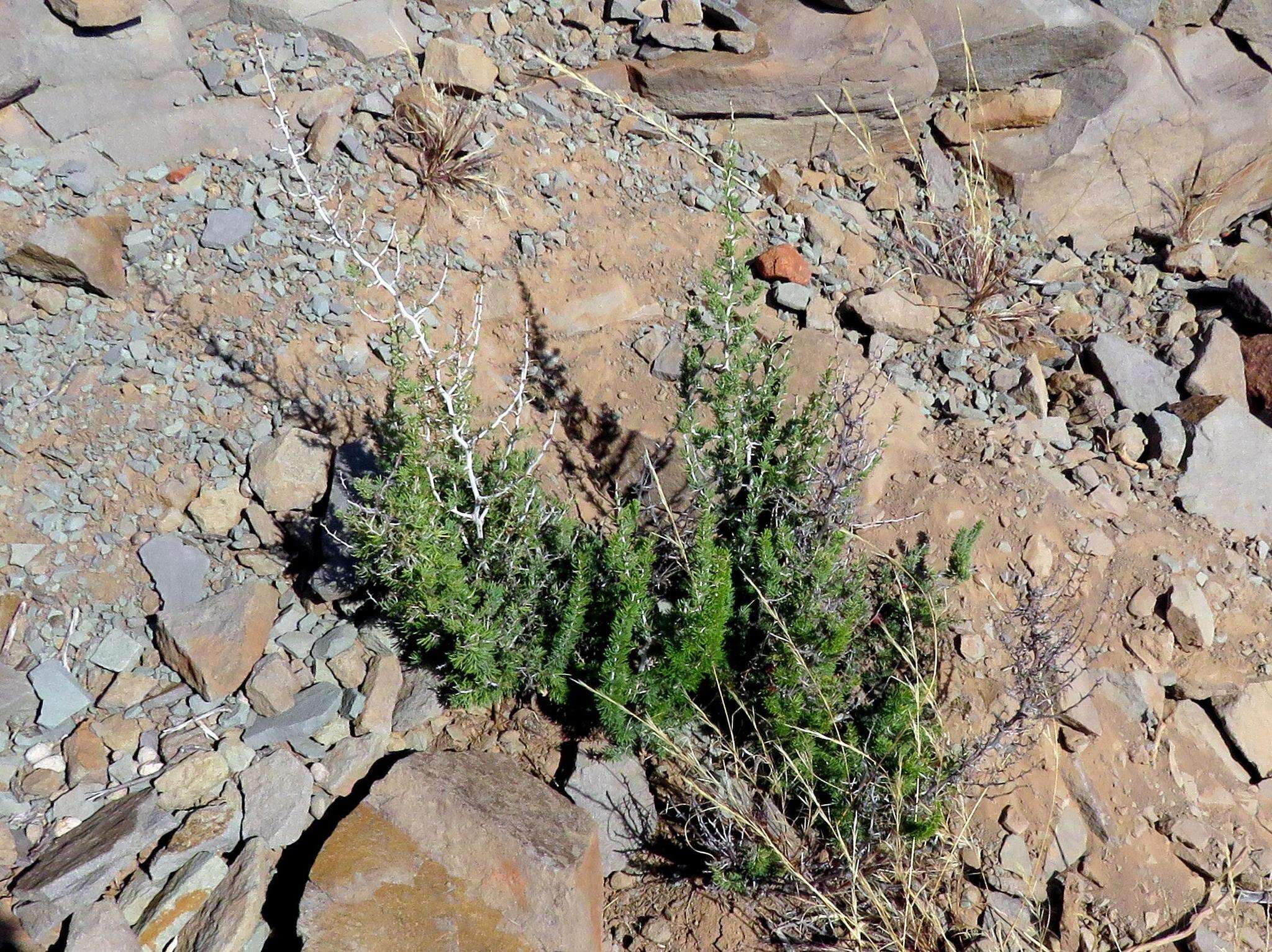 Image of Asparagus acocksii Jessop