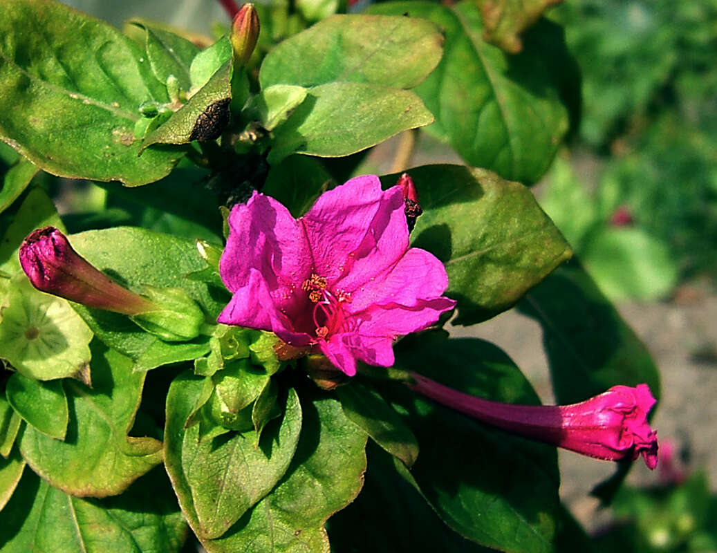 Image of Four o'Clock flower