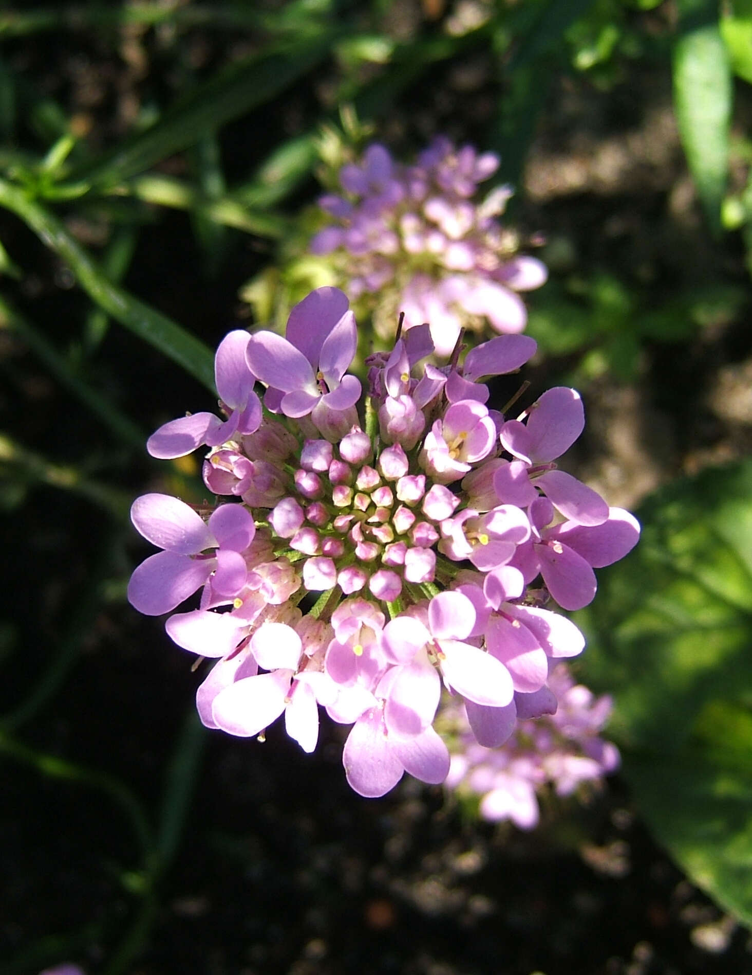 Plancia ëd Iberis umbellata L.