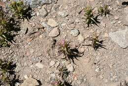 Image of cryptantha owl's-clover