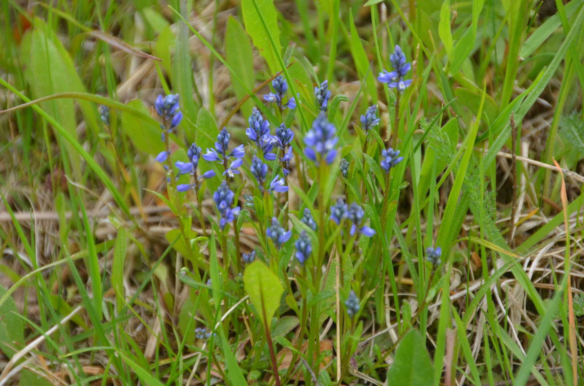 Image of Polygala amarella Crantz