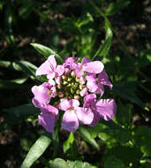 Plancia ëd Iberis umbellata L.