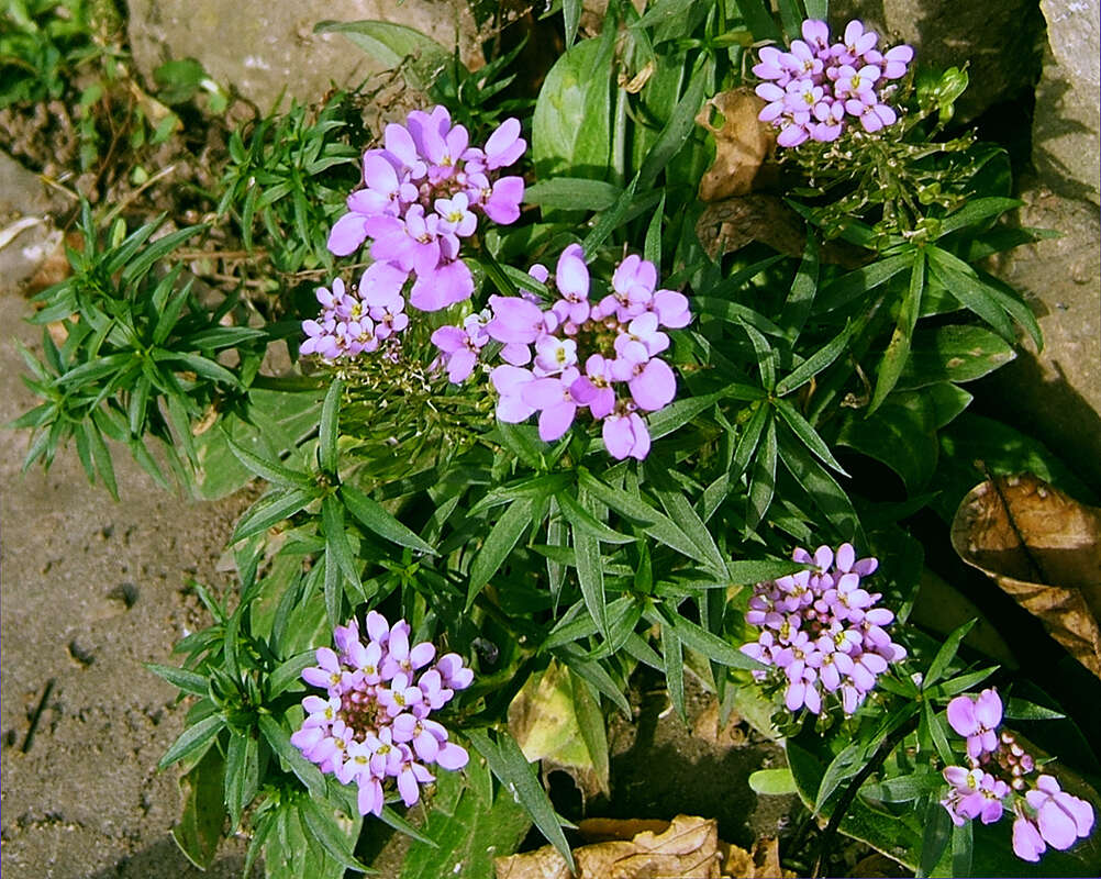 Imagem de Iberis umbellata L.