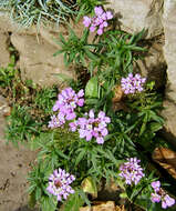 Plancia ëd Iberis umbellata L.