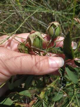 Image of Rosa marginata Wallr.