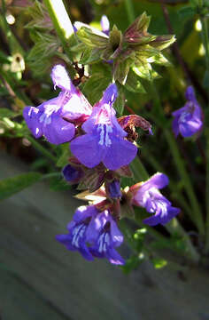 Imagem de Salvia officinalis L.