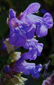 Imagem de Salvia officinalis L.