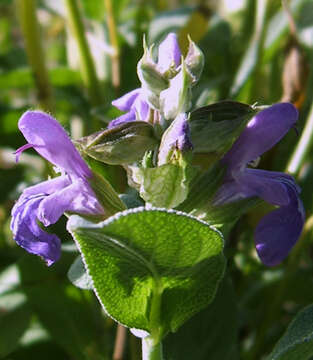 Imagem de Salvia officinalis L.