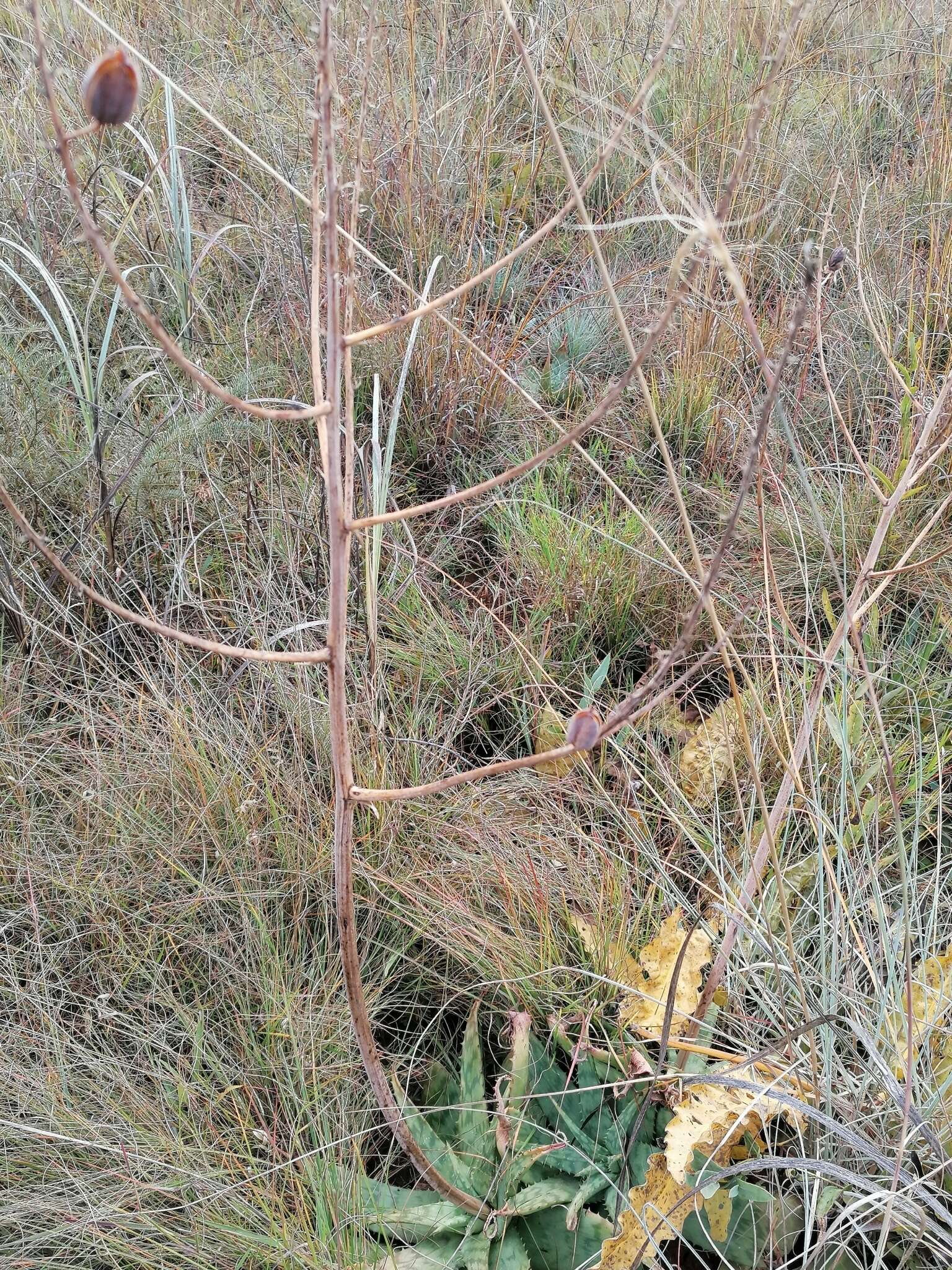 Image of Aloe transvaalensis Kuntze