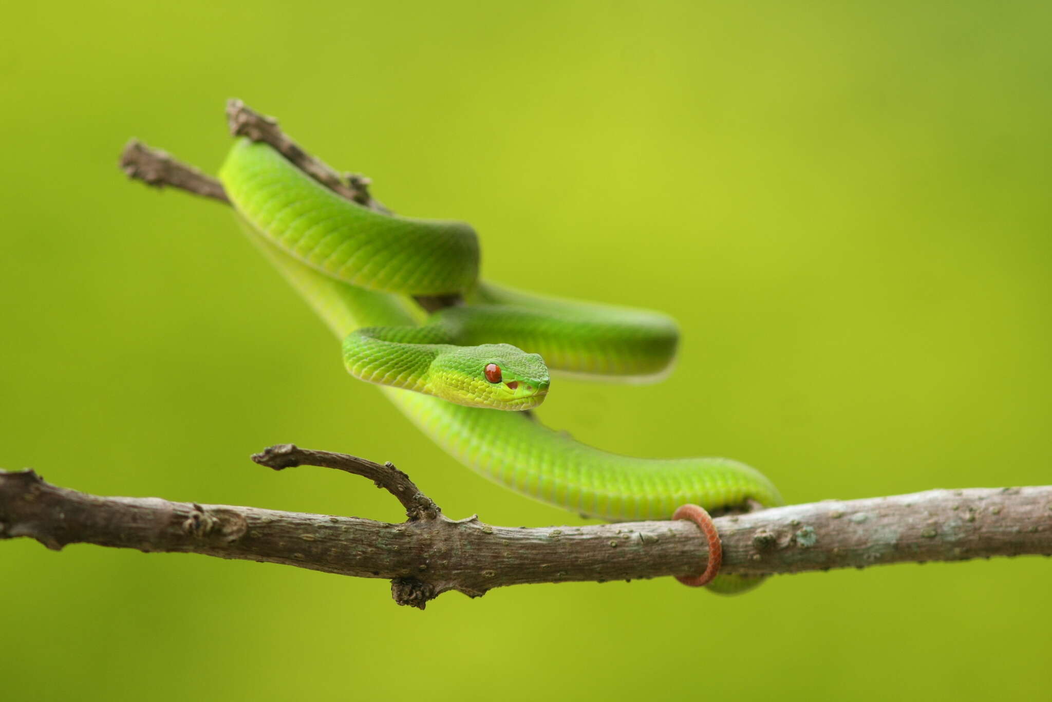 Image of Trimeresurus guoi Chen, Shi, Vogel & Ding 2021