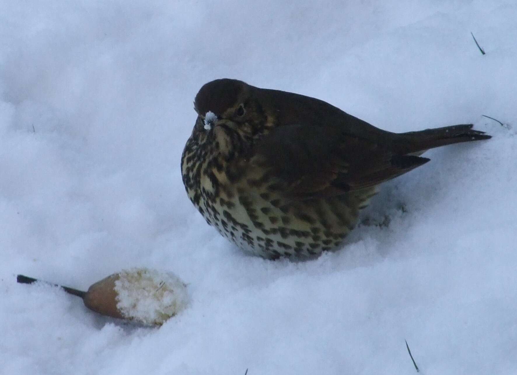 Image of Song Thrush