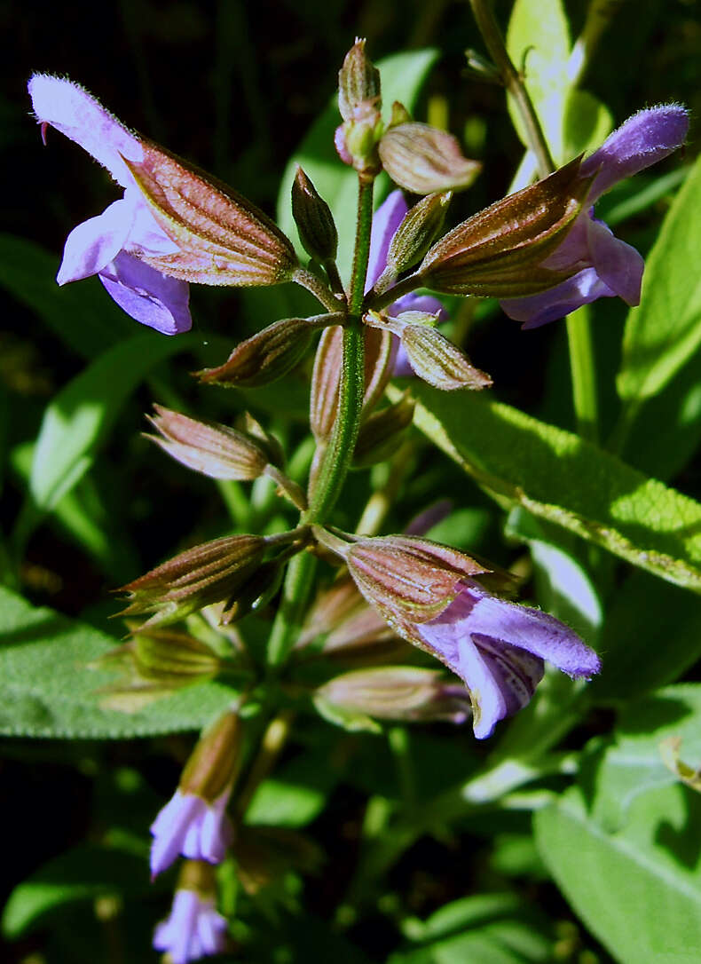 Imagem de Salvia officinalis L.