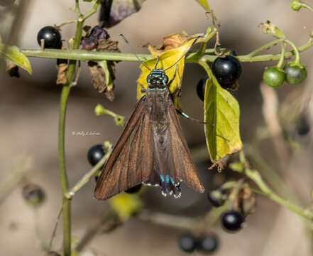 Plancia ëd <i>Phocides pigmalion okeechobee</i>