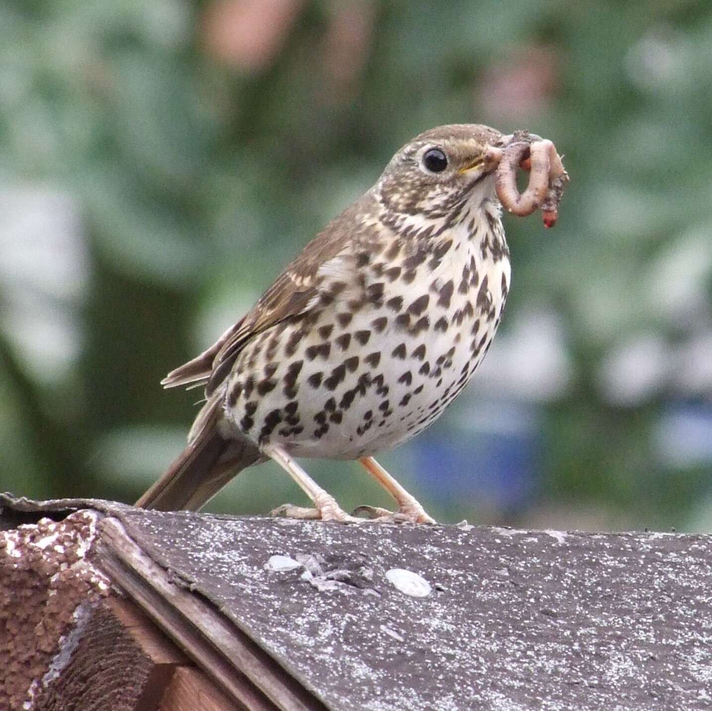 Image of Song Thrush