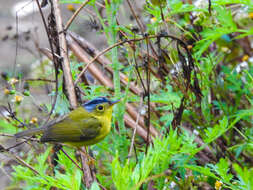 Image of Grey-crowned Warbler