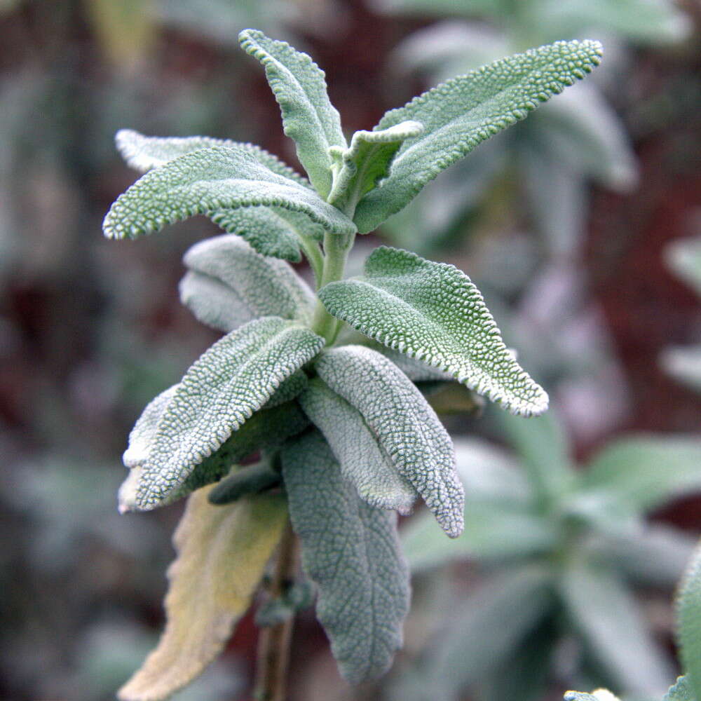 Image de Salvia leucophylla Greene