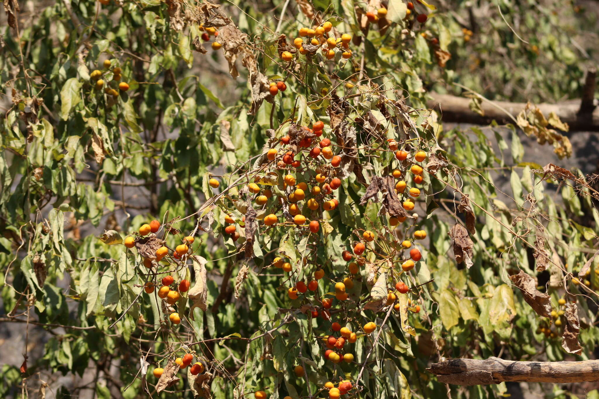 Image of Bunchosia palmeri S. Wats.