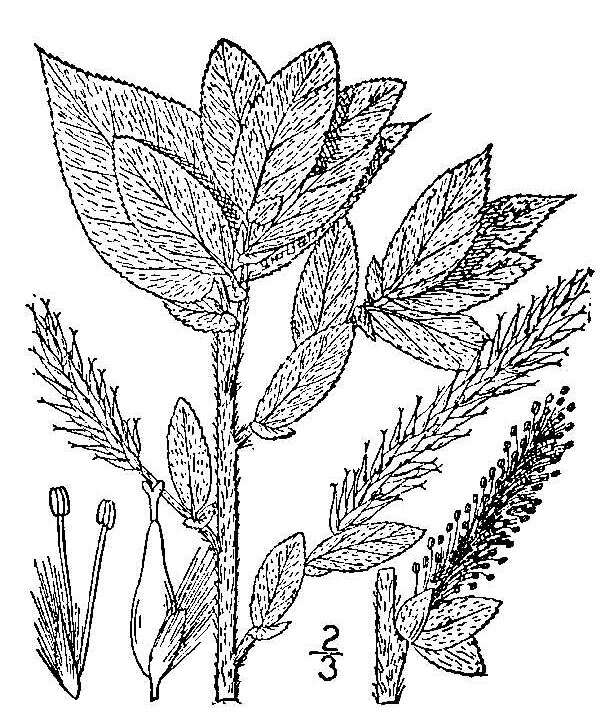 Image of heartleaf willow