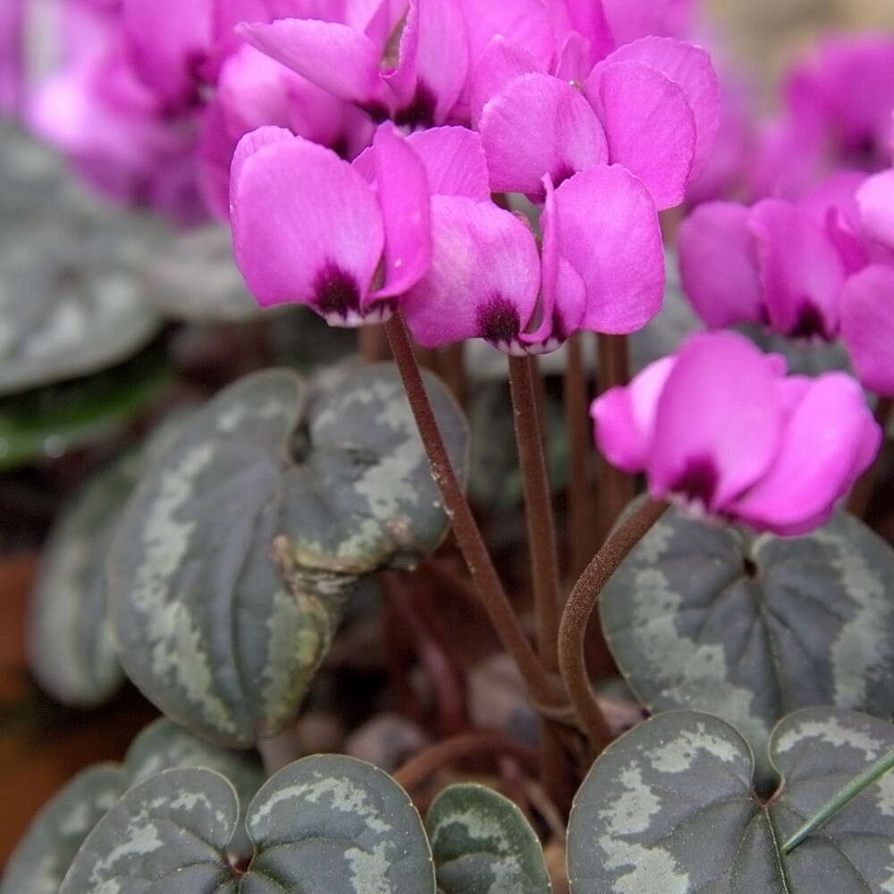 Image of Cyclamen coum Miller