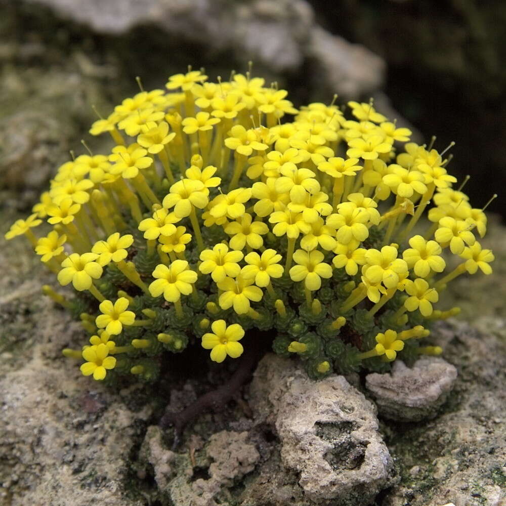 Image of Dionysia