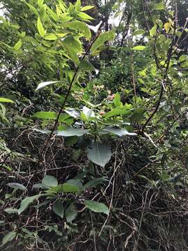 Image de Trichodesma calycosum Collett & Hemsl.