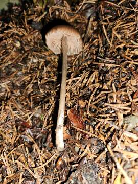 Image of Entoloma incanosquamulosum (Largent) Noordel. & Co-David 2009