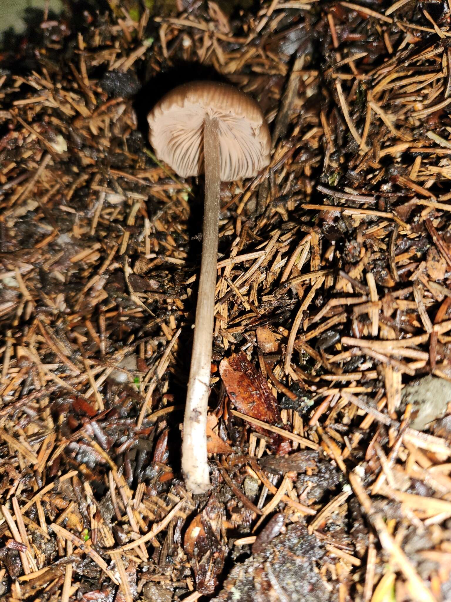 Image of Entoloma incanosquamulosum (Largent) Noordel. & Co-David 2009