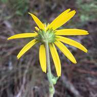 Image de Verbesina heterophylla (Chapman) A. Gray