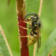 Image of Common wasp