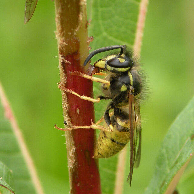 Image of Common wasp