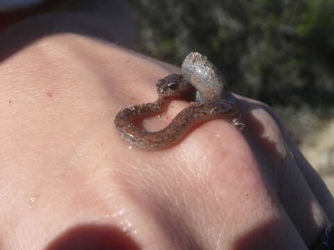 Image of Garden Slender Salamander