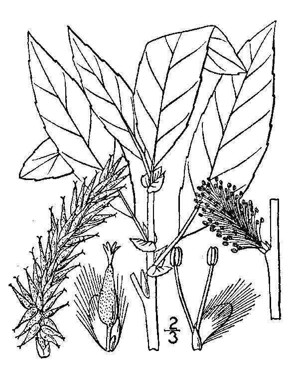 Image of pussy willow