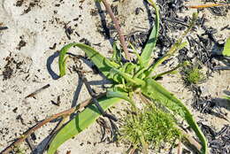 Image of Trachyandra ciliata (L. fil.) Kunth