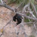 صورة Nicrophorus (Nicrophorus) carolinus (Linnaeus 1771)