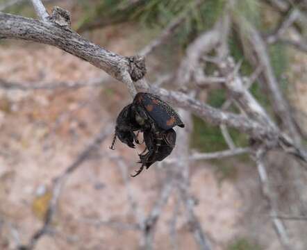 صورة Nicrophorus (Nicrophorus) carolinus (Linnaeus 1771)