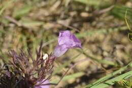 Imagem de Agalinis densiflora Blake