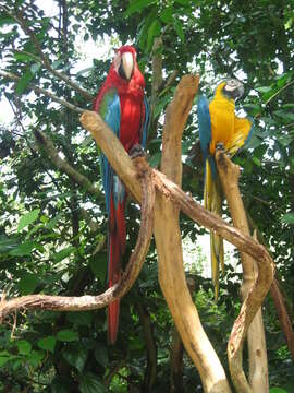 Image of Blue-and-yellow Macaw