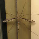 صورة Tipula (Yamatotipula) caloptera Loew 1863