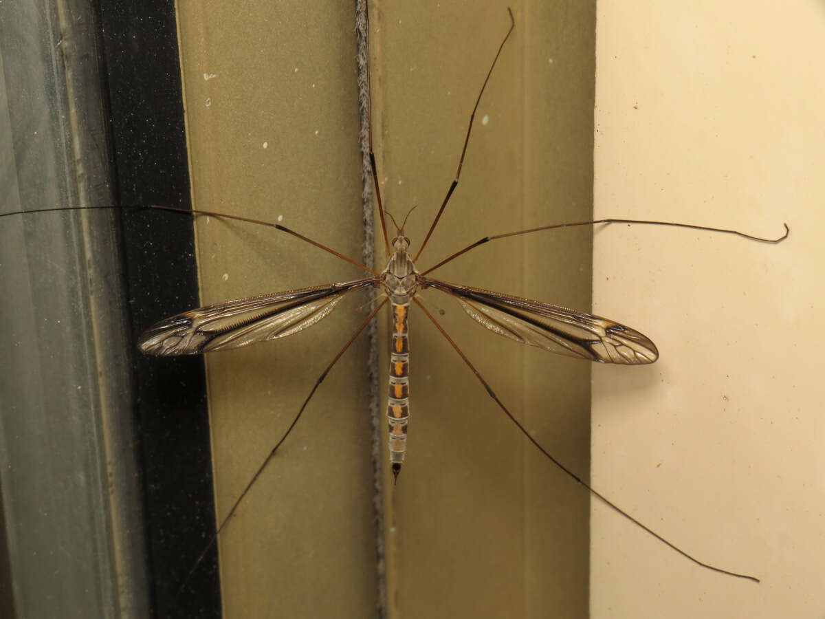 Image of Tipula (Yamatotipula) caloptera Loew 1863